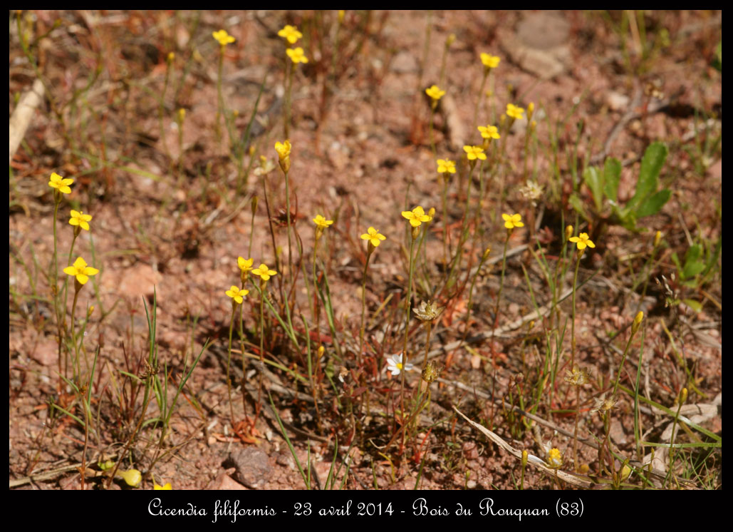 Cicendia filiformis